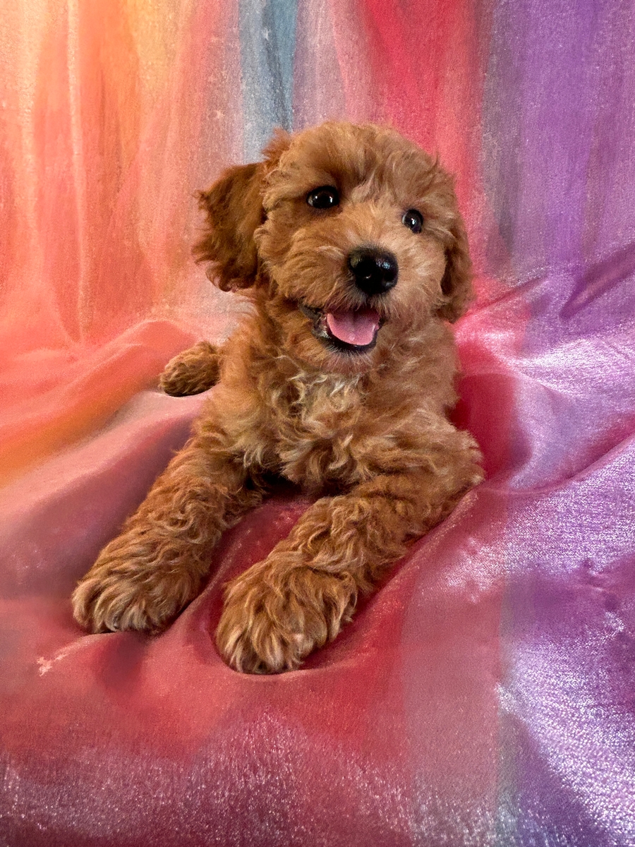 Male Schnoodle Puppy for Sale DOB 4-6-2024 $900